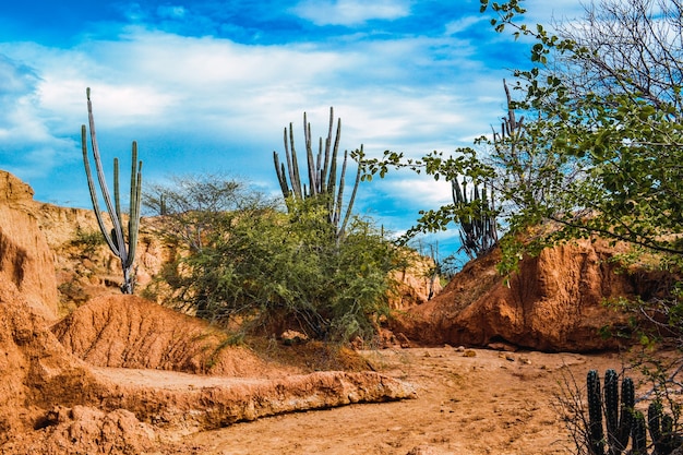 Belas paisagens do deserto de tatacoa, colômbia com plantas selvagens exóticas nas rochas vermelhas