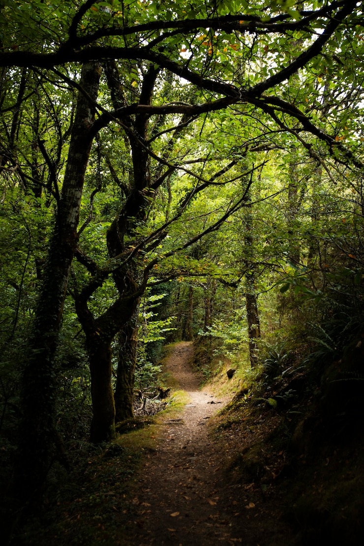 Foto grátis belas paisagens naturais de floresta