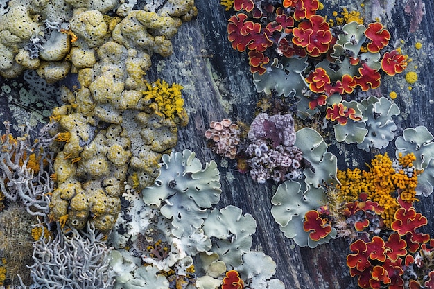 Foto grátis belas plantas em ambiente natural