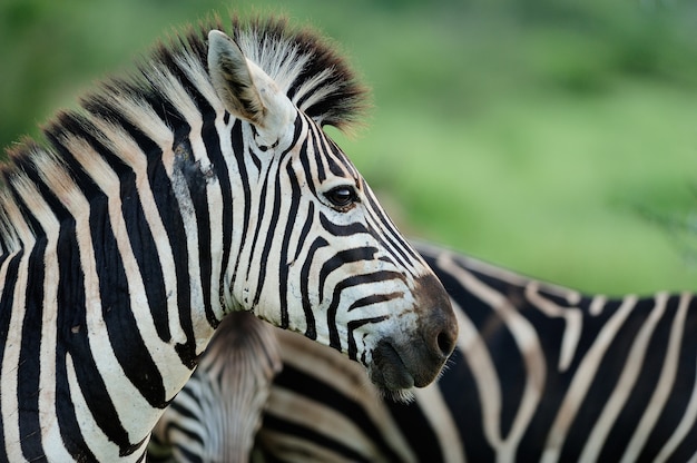 Belas zebras em um campo coberto de grama