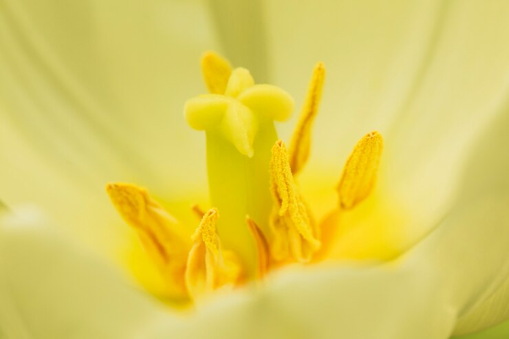 Foto grátis belo amarelo pistilos de flores frescas