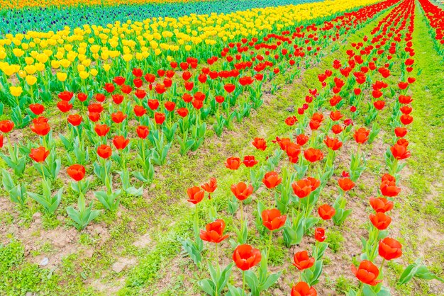 Belo bouquet de tulipas na primavera.