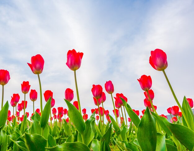 Belo bouquet de tulipas na primavera.