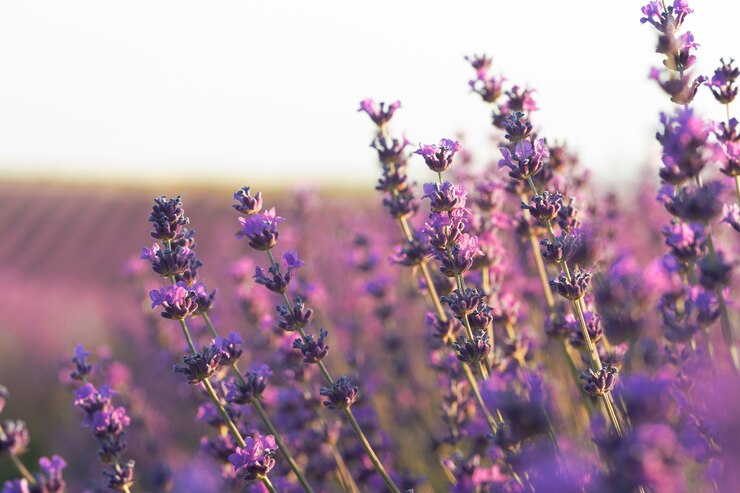 Foto grátis belo campo com plantas de lavanda
