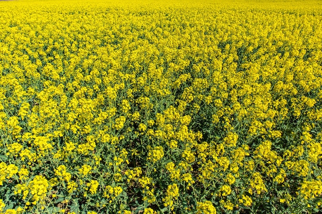 Belo campo de bast com flores verdes e um céu azul