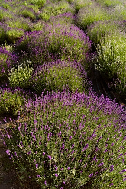 Belo campo de lavanda embaçado alto ângulo