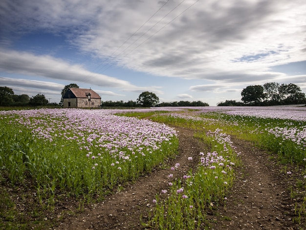 Belo campo de papoulas rosas em Oxfordshire, Reino Unido e uma casa de fazenda