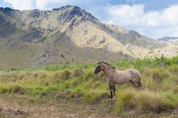 Belo cavalo castanho pastando nas montanhas