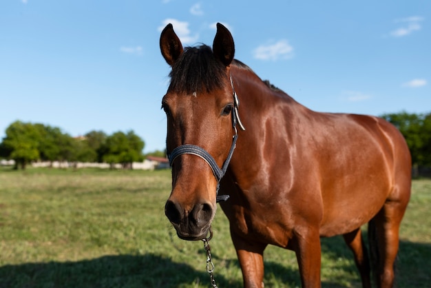 Foto grátis belo cavalo no campo