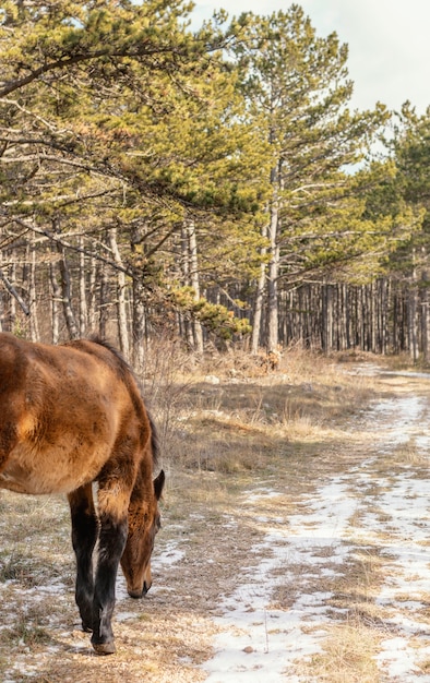 Belo cavalo selvagem na floresta