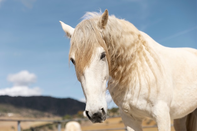 Belo cavalo unicórnio na natureza