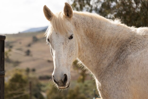 Belo cavalo unicórnio na natureza