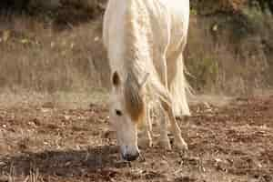 Foto grátis belo cavalo unicórnio na natureza