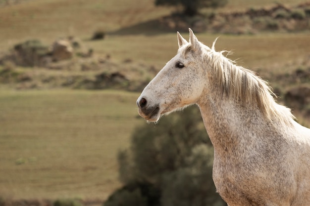 Belo cavalo unicórnio na natureza