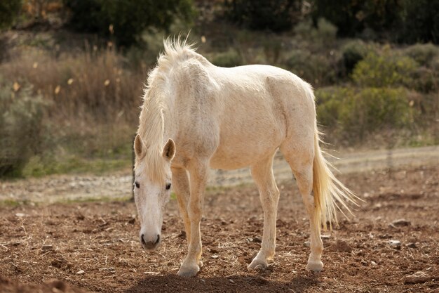 Belo cavalo unicórnio na natureza