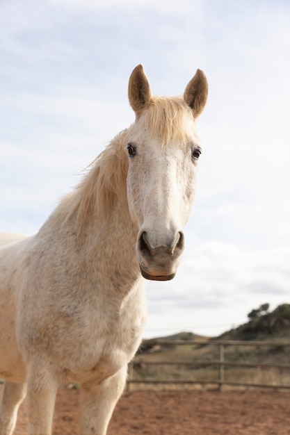 Foto grátis belo cavalo unicórnio na natureza