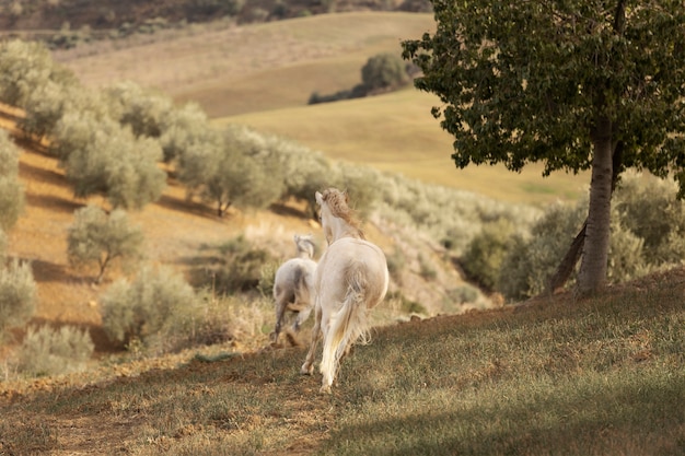 Belo cavalo unicórnio na natureza