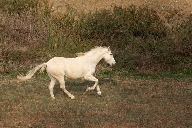 Belo cavalo unicórnio na natureza