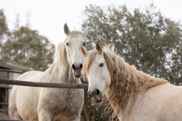 Belo cavalo unicórnio na natureza