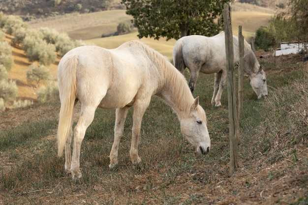 Belo cavalo unicórnio na natureza