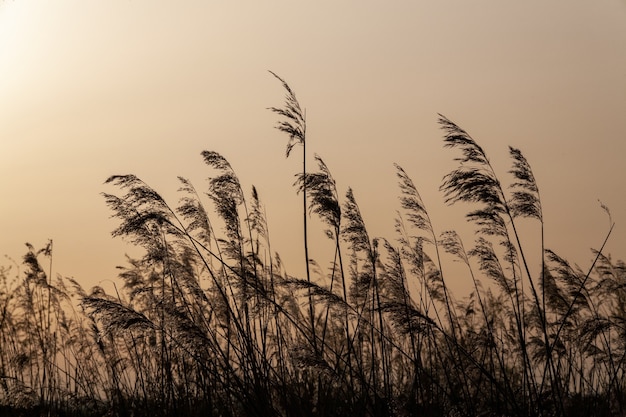 Belo cenário de canas se movendo em direção ao vento no meio de um campo durante o entardecer