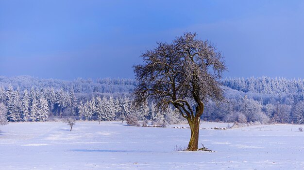 Belo cenário de uma paisagem de inverno com árvores cobertas de neve