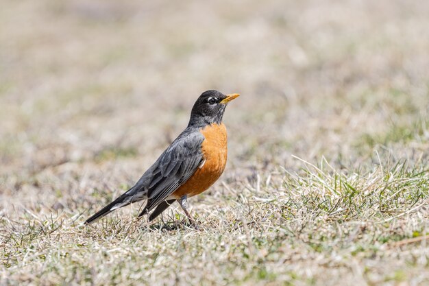 Belo close de um robin na grama sob a luz do sol