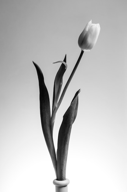 Belo design minimalista em preto e branco