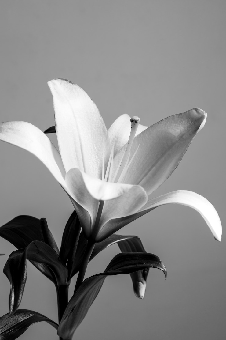 Foto grátis belo design minimalista em preto e branco