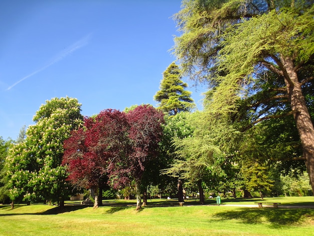 Belo dia de sol comum em um parque cheio de árvores