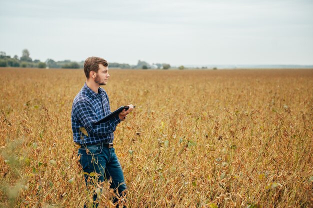 Belo engenheiro agrônomo segura um tablet touch pad no campo de soja e examina as colheitas antes da colheita
