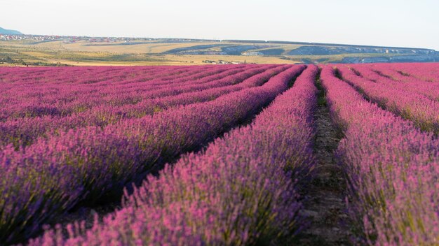 Belo fundo de campo de lavanda