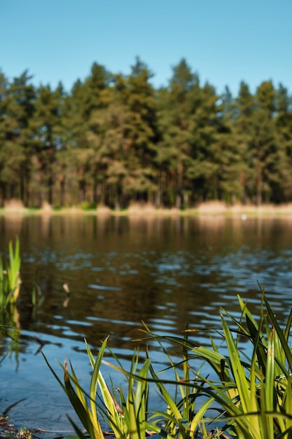 Belo lago de primavera na floresta foco seletivo de fundo desfocado em brotos de junco jovens Céu azul de dia ensolarado de primavera com nuvens Natureza do norte início da ideia de banner de primavera