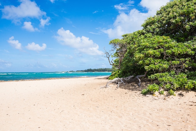 Belo oceano batendo na praia de areia na Ilha de Oahu, Havaí