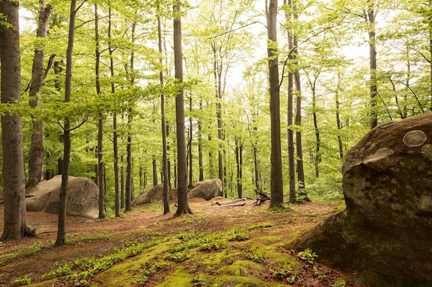 Foto grátis belo pedaço da natureza à luz do dia