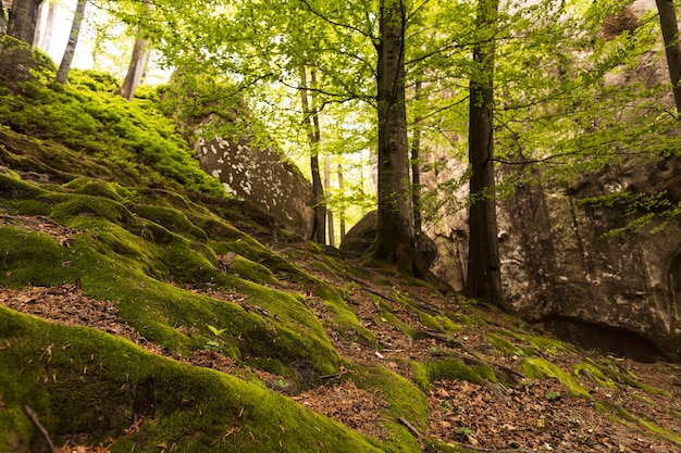 Foto grátis belo pedaço da natureza à luz do dia