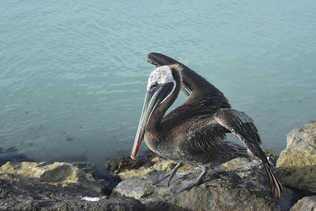 Belo pelicano abrindo suas asas na costa de aruba