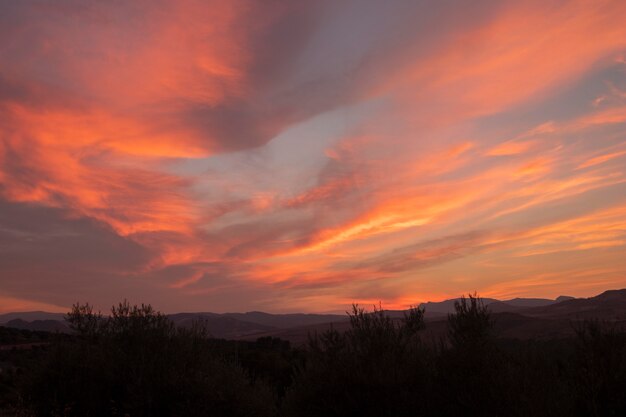 Belo pôr do sol e paisagem de vegetação