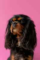 Foto grátis belo retrato de cachorro spaniel de brinquedo inglês