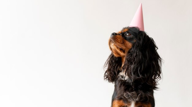 Belo retrato de cachorro spaniel de brinquedo inglês