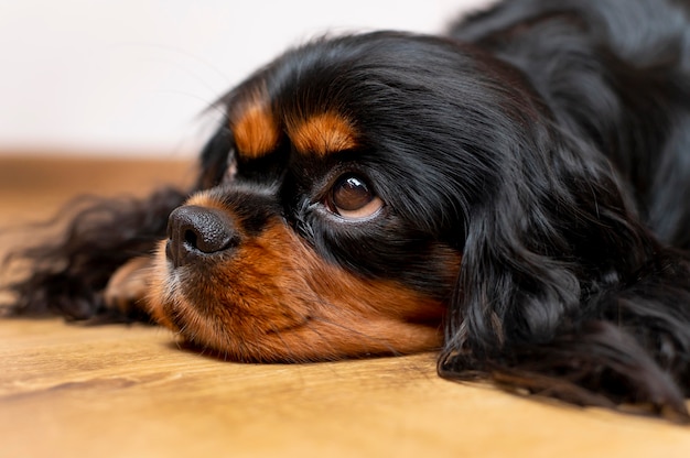 Belo retrato de cachorro spaniel de brinquedo inglês