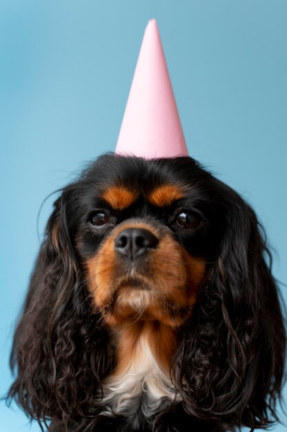 Belo retrato de cachorro spaniel de brinquedo inglês