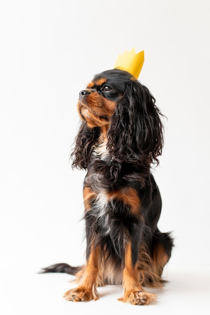 Belo retrato de cachorro spaniel de brinquedo inglês