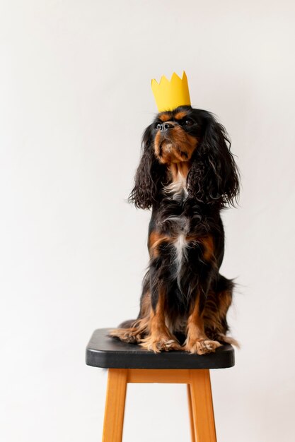 Belo retrato de cachorro spaniel de brinquedo inglês