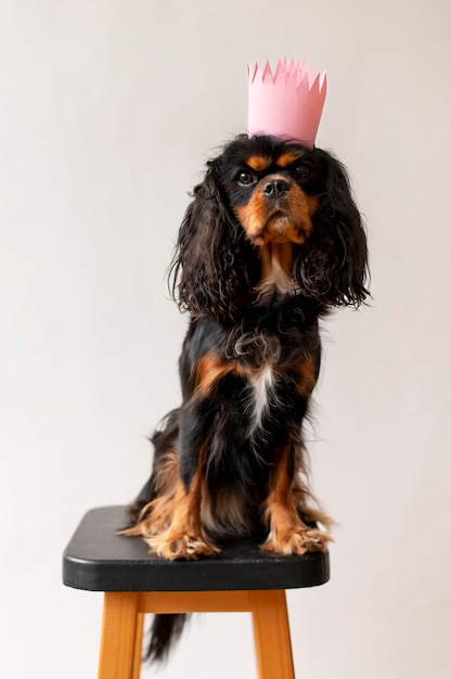 Foto grátis belo retrato de cachorro spaniel de brinquedo inglês