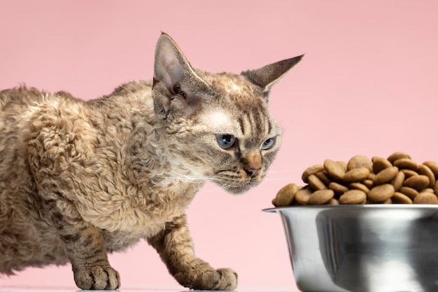 Belo retrato de gato como animal de estimação