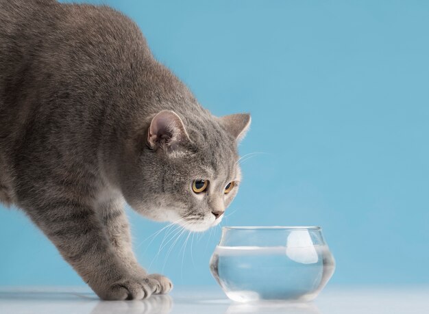 Belo retrato de gato como animal de estimação