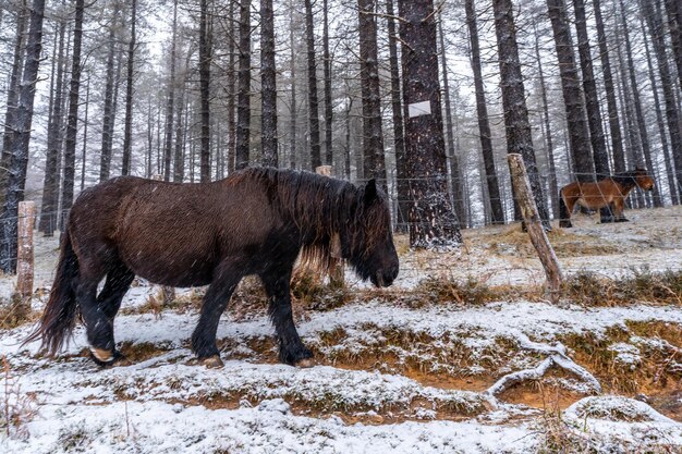 Belo tiro de um cavalo selvagem na montanha aizkorri de gipuzkoa coberta de neve Foto Premium