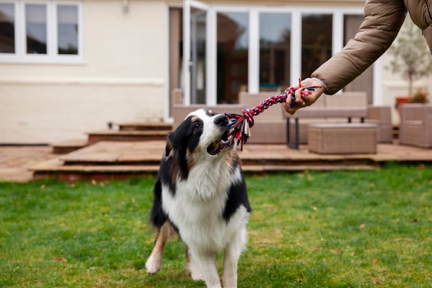 Foto grátis belo treinamento de cães border collie com o dono