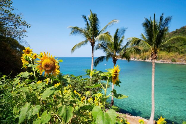 Belos campos com girassóis no verão com litoral Foto Premium